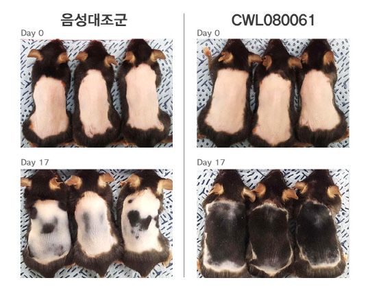 JW중외제약이 자체 진행한 CWL080061의 동물실험에서 대조군과 약물적용군이 발모 효과와 모낭형성 등에 차이를 보이고 있다.(JW중외제약 제공)
